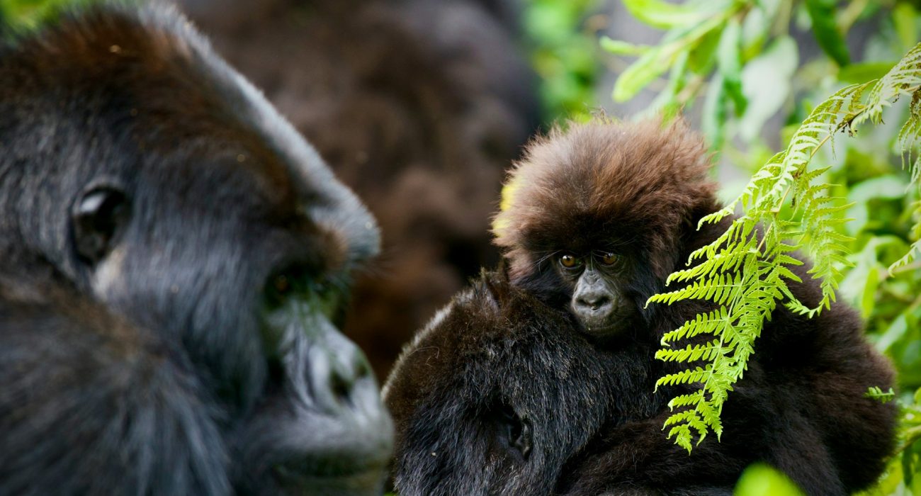 Travel Inspiration: Rwanda Gorilla Trekking
