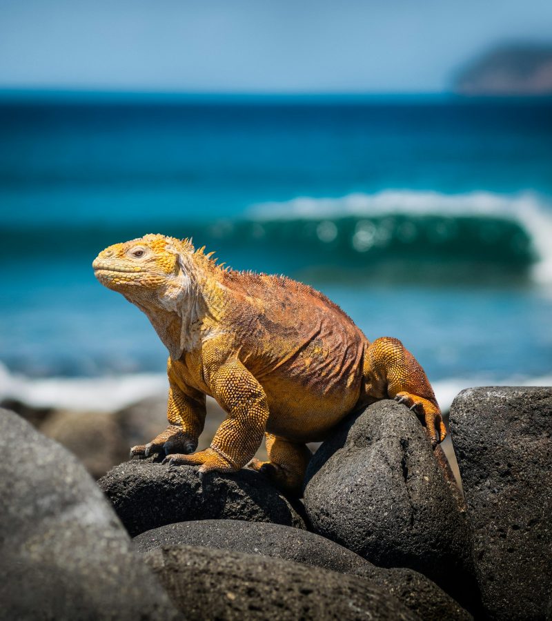 Travel Inspiration: The Galapagos. Journey to The Enchanted Isles.