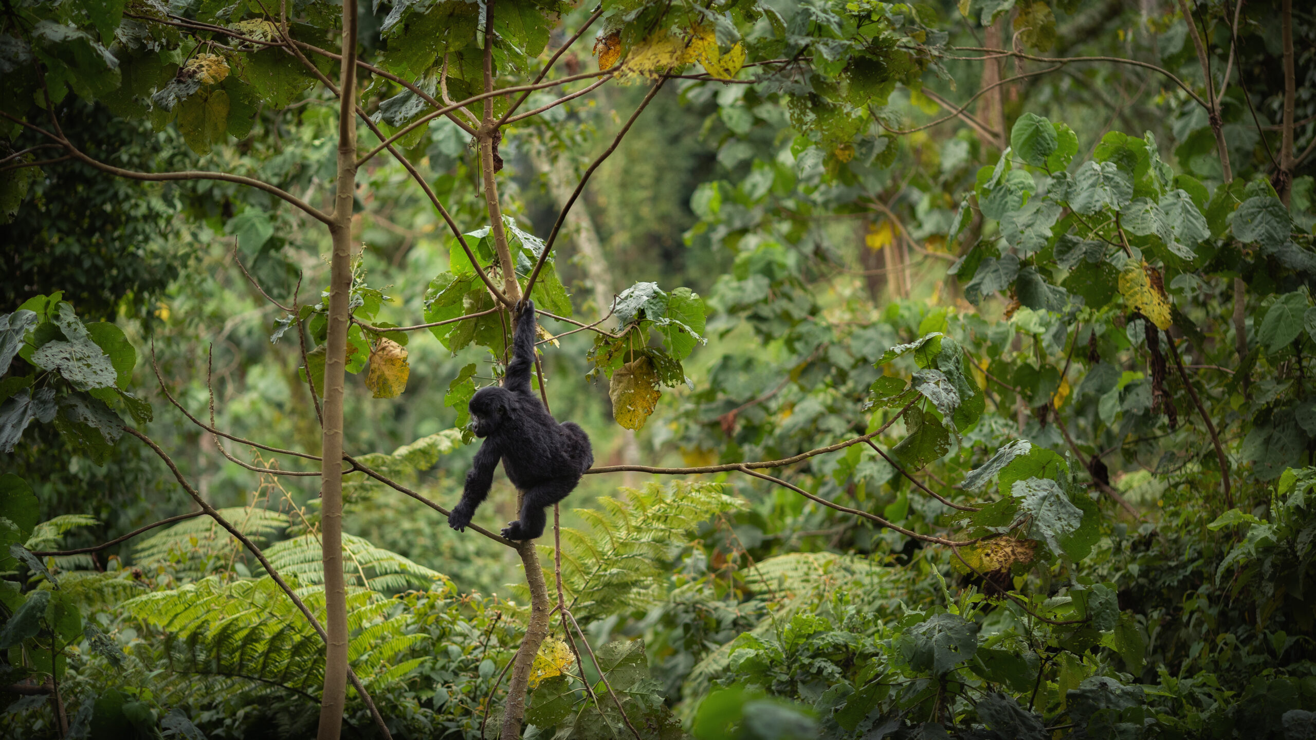 Mountain gorilla Rwanda