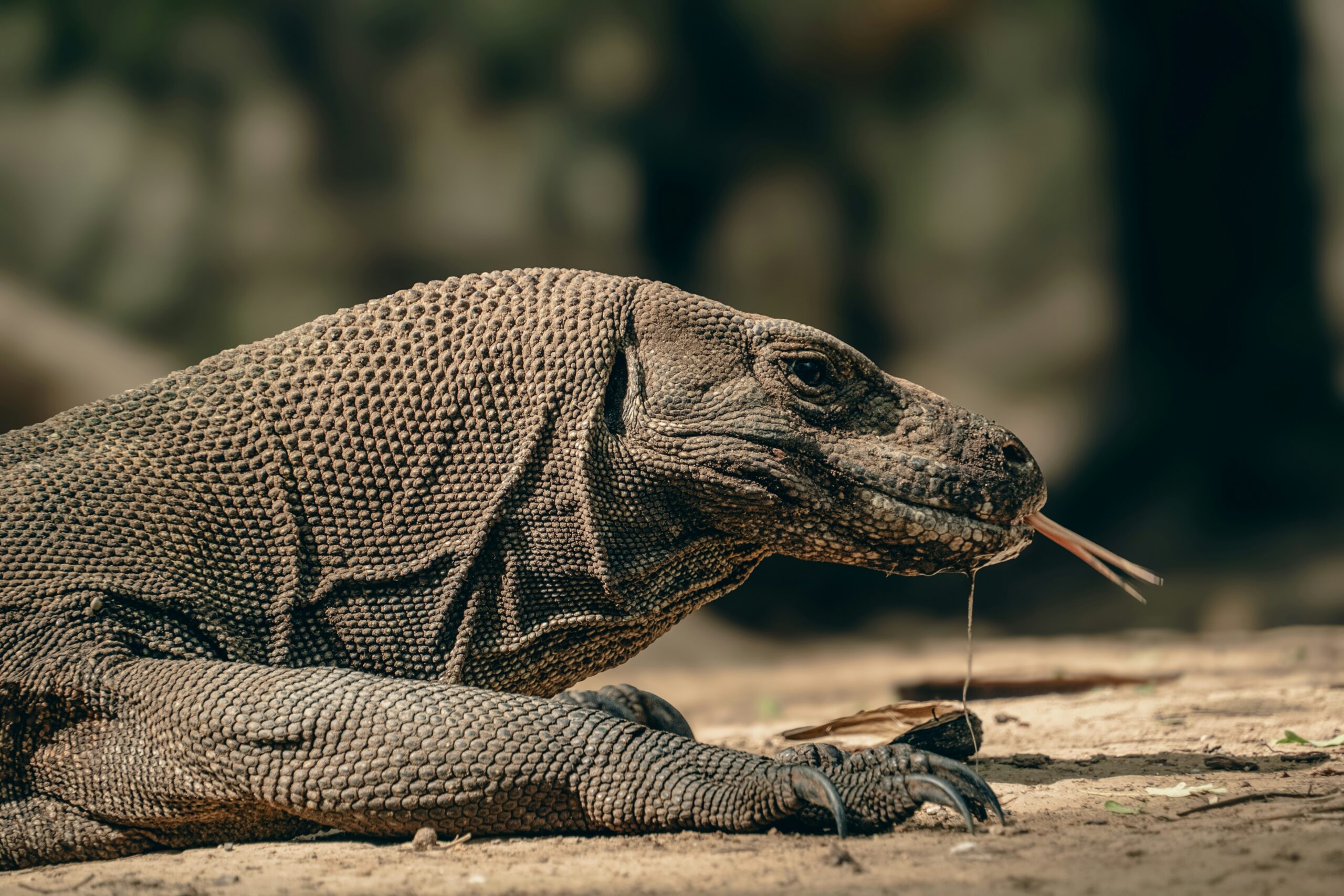 Komodo dragon Indonesia