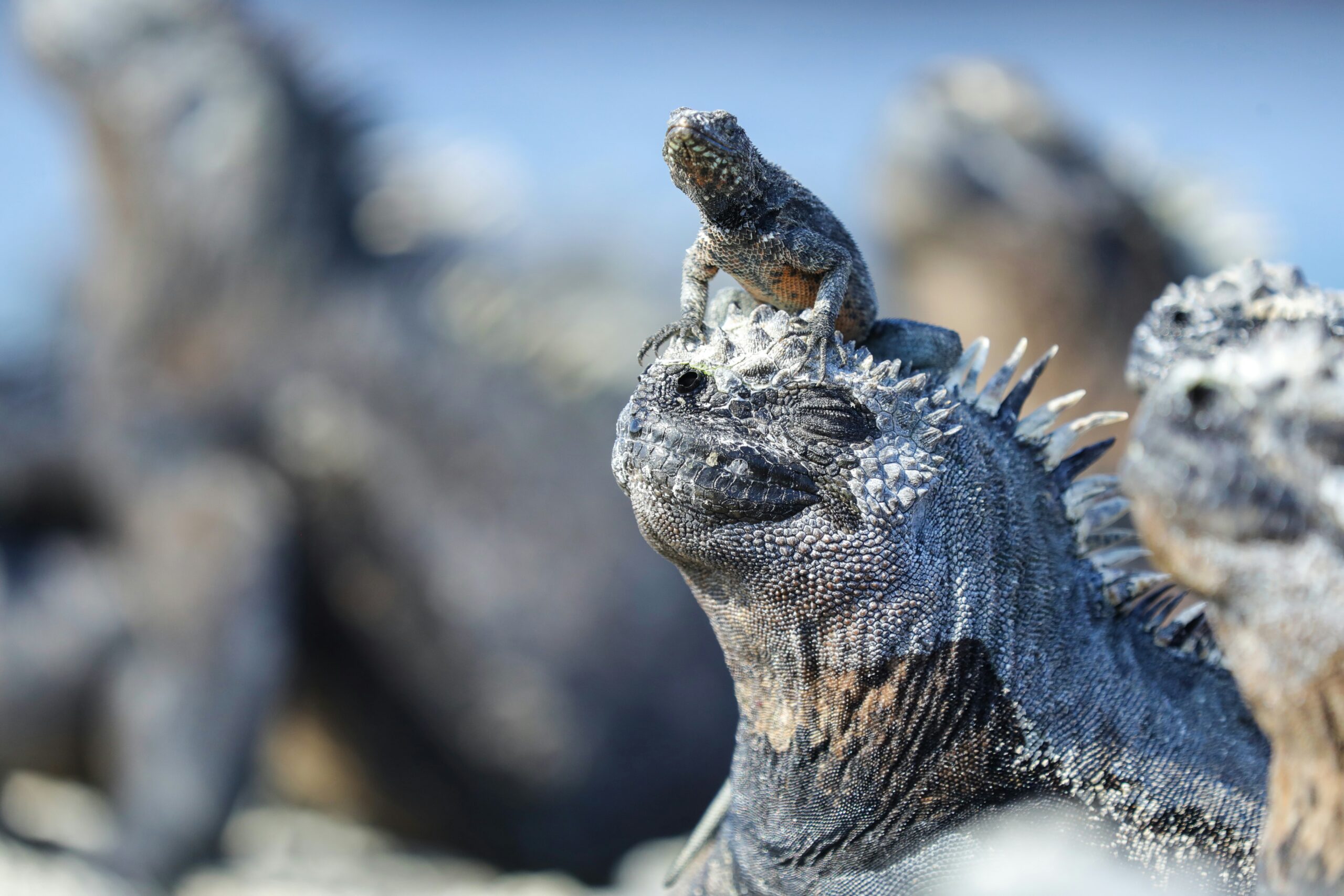 Galápagos dragon Ecuador