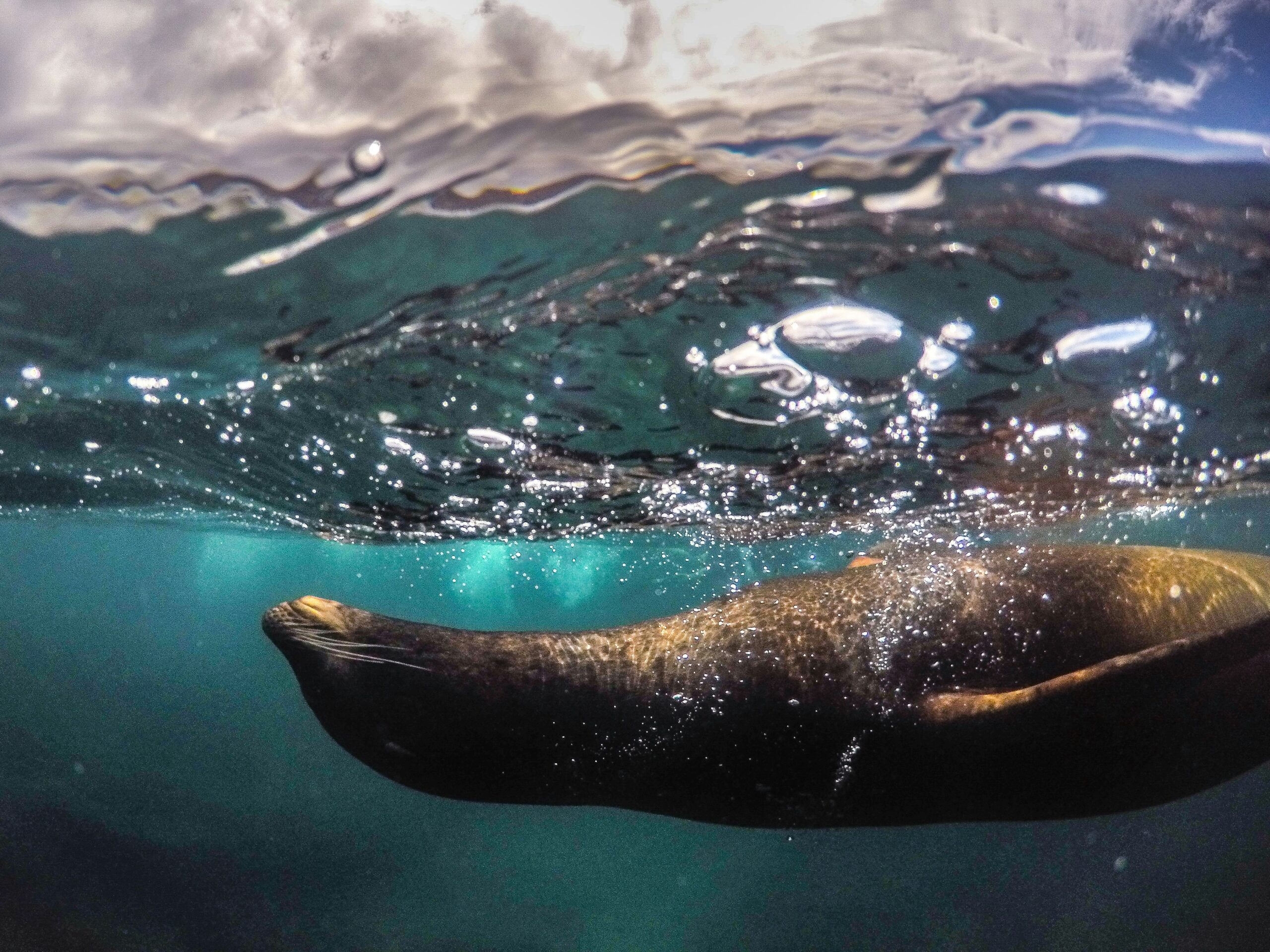 Snorkeling in the Galápagos Islands