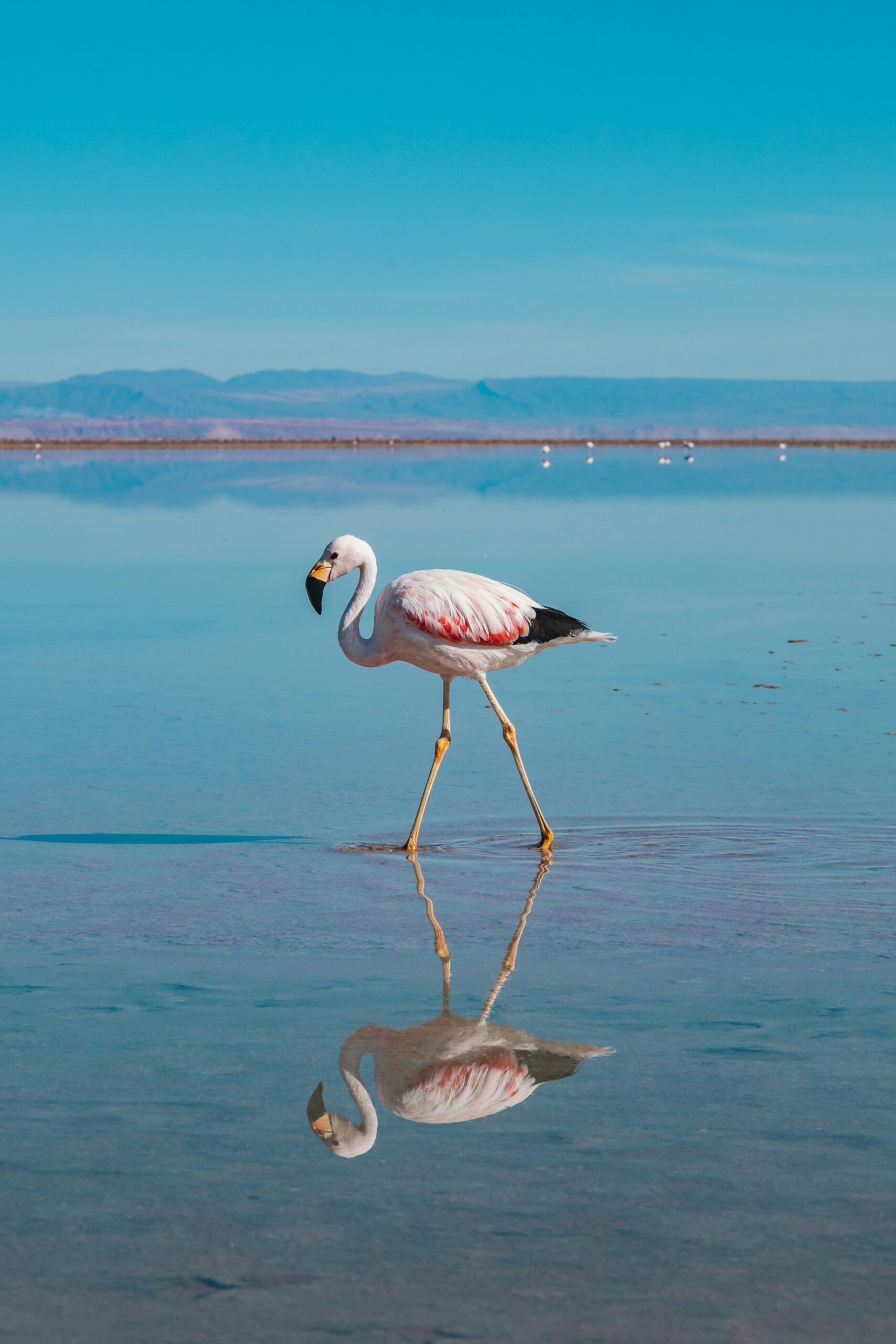 High Altiplano lagoons
